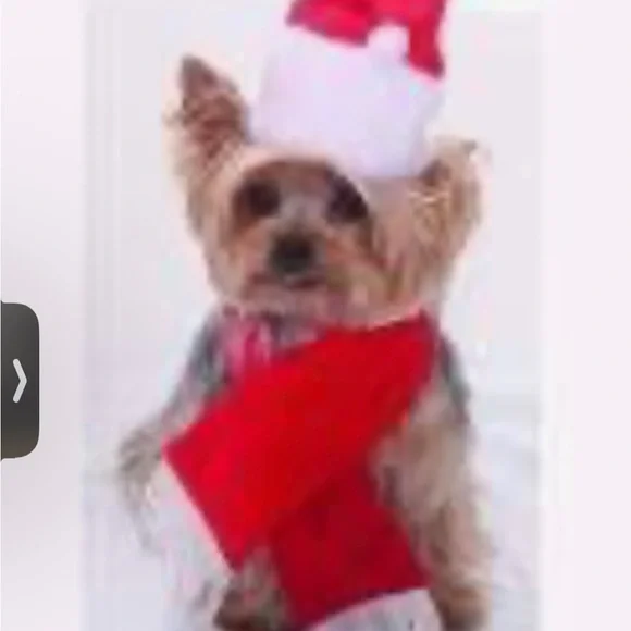 Holiday mrs Claus for cat or dog xxsmall bling collar and hat Christmas - Picture 2 of 7